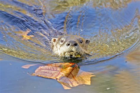 Otter Trapping Season Reaches Quota Closes Early Seymour Tribune