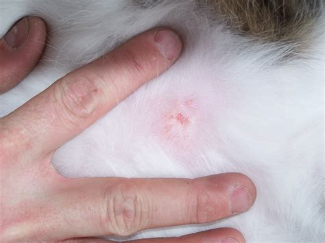 Red Bump On Cats Head