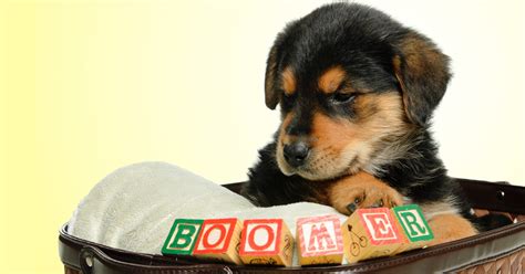 We did not find results for: Pet Name Generator - Quiz - Quizony.com