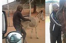 donkey man having caught sex african south broad light shared se user these twitter