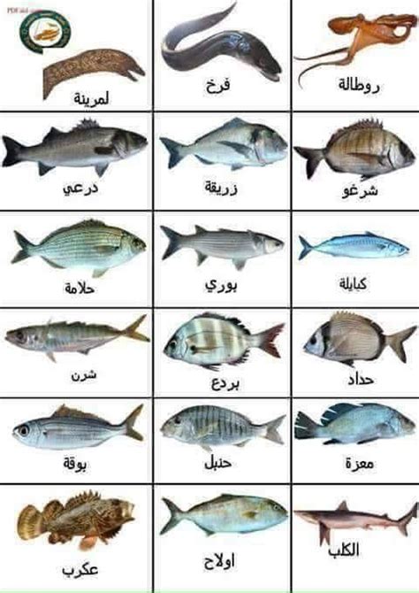 اسم السمك