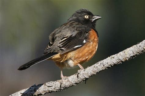 Eastern Towhee Attracting Birds Birds And Blooms