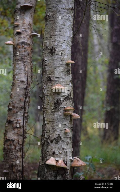 Birch Trees That Are Unusually Infested With Fungi Stock Photo Alamy