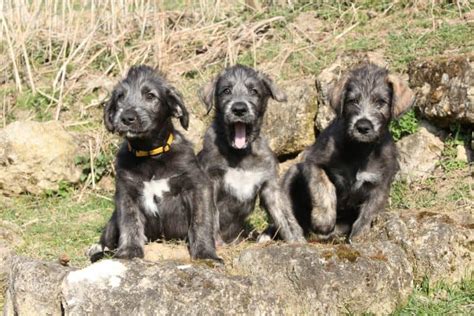 Best Dog Food For Irish Wolfhound In April 2024