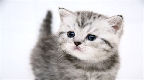 Happy Kittens HD Wallpapers - I Have A PC | I Have A PC