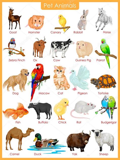Chart Of Pet Animals Stock Vector Image By ©snapgalleria 76108123