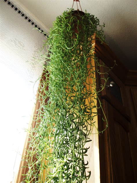How do i get this thing out? The Mint Needle: Succulents