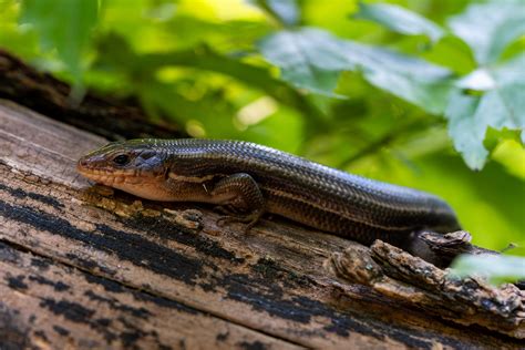 Broad Headed Skink Reptiles And Amphibians Of Mississippi
