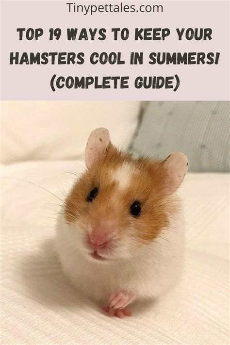 Top 19 Ways To Keep Your Hamsters Cool In Summers Complete Guide