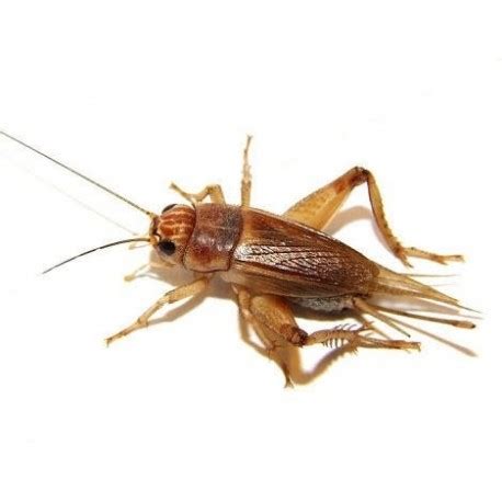 Жилье la tour du grillon ancien pigeonnier du 19ème propose 2 gîtes pour 2 et 3 personnes : Grillons Assimilis - Vente insecte vivant pour reptiles ...