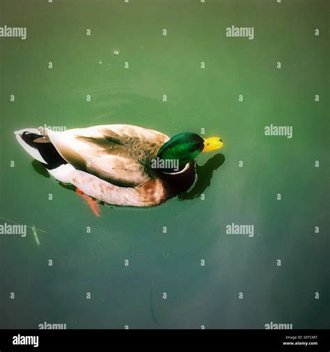 Male Mallard Duck Stock Photo Alamy