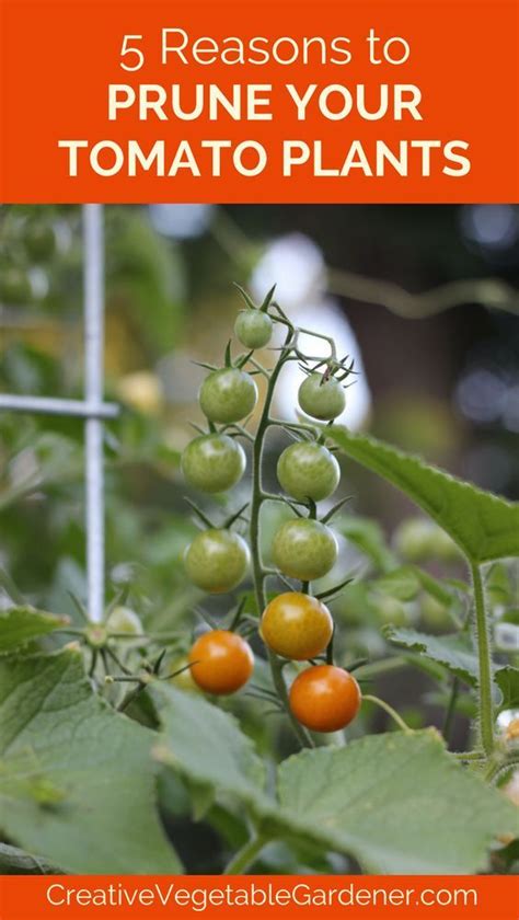 How To Prune Your Tomato Plants Like An Expert Creative Vegetable