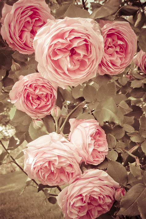 7 Vintage Rose Photograph By Susanne Kopp
