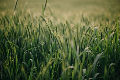 Close Up Of Wheat Field By Stocksy Contributor Boris Jovanovic