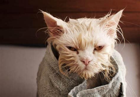 These Photos Prove Cats Are The Most Dramatic Animals In The World 24