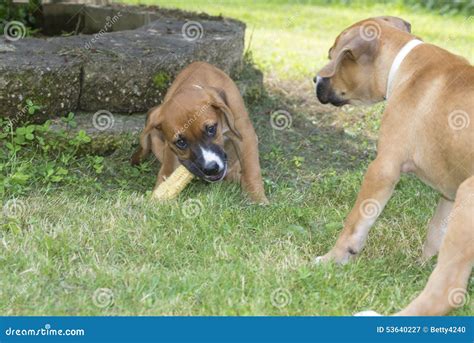 Two Boxer Puppies Play With Each Other Stock Image Image Of Animal