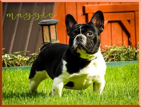 I specialize in only english and french bulldogs. SOUTHERN HOME OF UNIQUE FRENCH BULLDOG PUPPIES