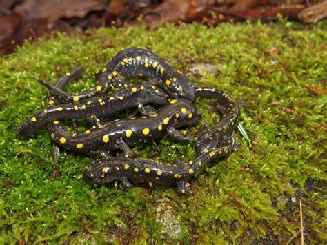 Spotted Salamanders Searsmont Maine 11 14 14 Fyn Kynd Flickr