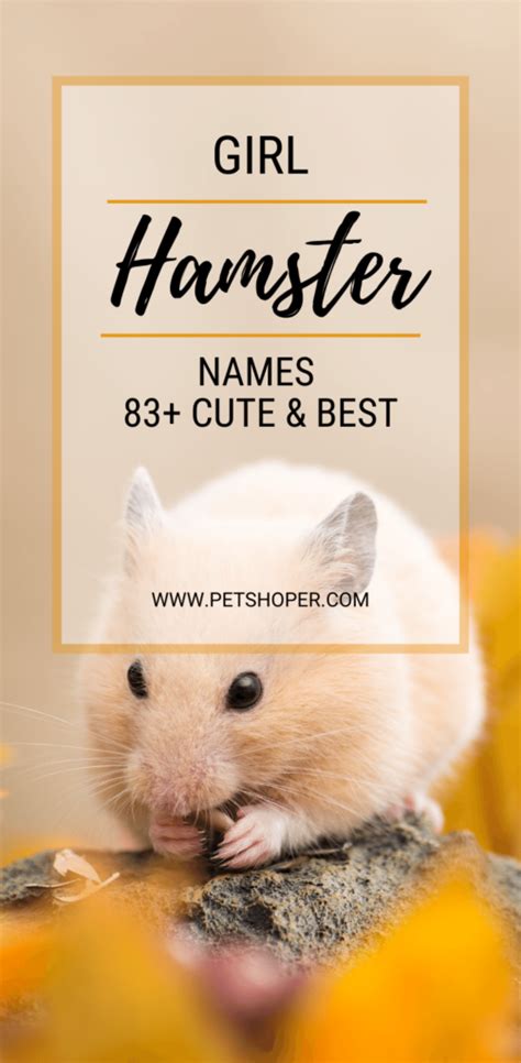 Girl Hamster Names 83 Cute And Best Ideas Female Petshoper Hamster