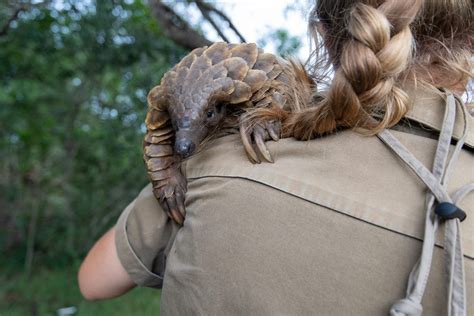 Pangolin Conservation In South Africa Wanderlust
