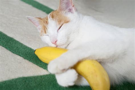 The short answer is that yes, cats can eat them since they're not toxic to them, but there's no reason for a cat to eat a banana, and they may actually be bad due to all the. can-cats-eat-bananas