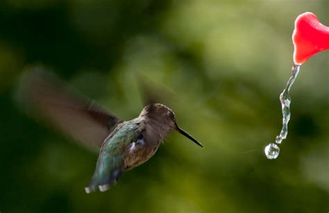 It's for all ages, fast, friendly, and fun. Hummingbirds | Backyard Bird Shop