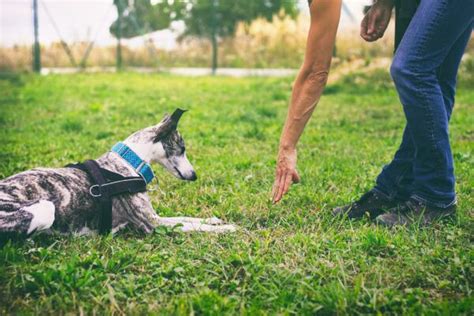 10 Elementos Esenciales Del Adiestramiento Canino Dogster Dobermanns