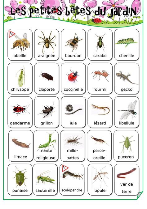 Les Petites Bêtes Du Jardin Fiches De Préparations Cycle1 Cycle 2 Ulis