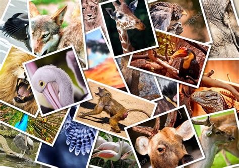 Diferentes Animales Collage Fotografía De Stock © Dariostudios