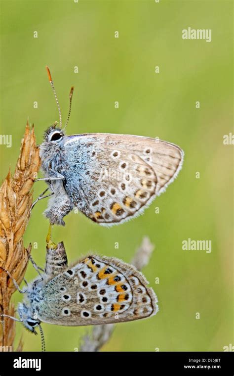 Silver Studded Blue Plebejus Argus Mating On Dried Grass Stock Photo