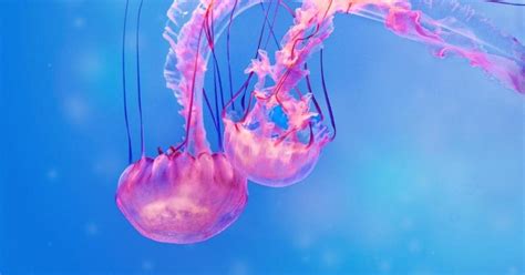 Treatment Of Jellyfish Stings Ochsner Health