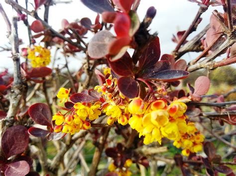 Yellow And Red Flowers Are Growing On The Tree