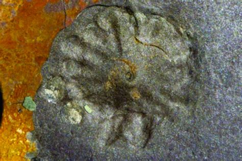 Fossils Of Oldest Multicellular Organisms Found In Earth Archives