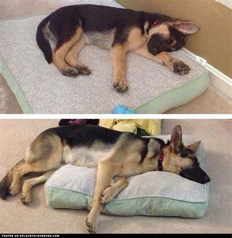 16 Hilarious Photos That Prove German Shepherds Can Sleep Absolutely Anywhere