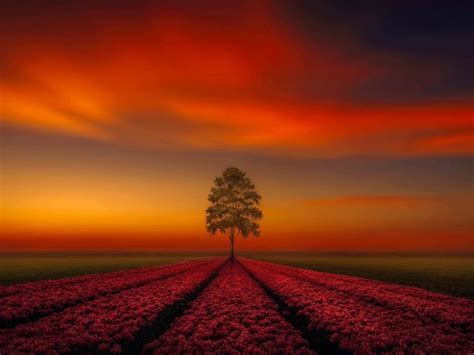 1280x720 Lonely Tree Orange Sky 720P Wallpaper, HD Nature ... Check out this fantastic collection of 4k sky wallpapers, with 47 4k sky background images for your desktop, phone or tablet.