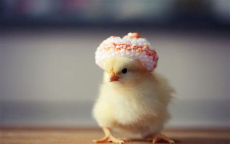 Cute Chicken Wallpapers Top Những Hình Ảnh Đẹp