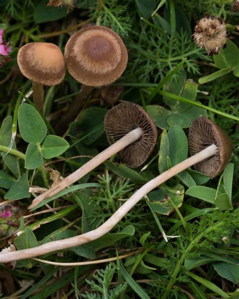 Panaeolus Cinctulus Identification Effects And More Doubleblind Mag