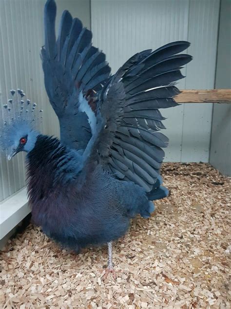 Crowned Pigeon For Sale Pigeon Exchange Classified Ads