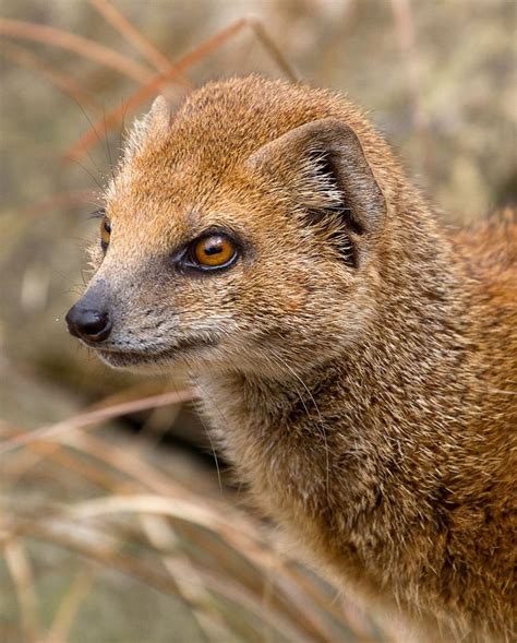 Mongoose Wikipedia The Free Encyclopedia Mongoose Animals Wild