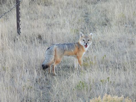 Swift Fox Survey Being Conducted Havre Daily News