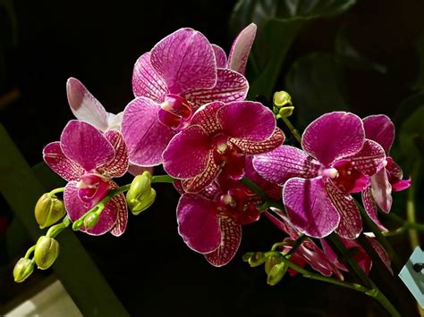 Por qué la Orquídea es la flor nacional de Venezuela - Cuando era Chamo