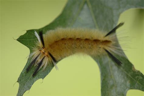 Saddleback Caterpillar Ornamentals Hotline