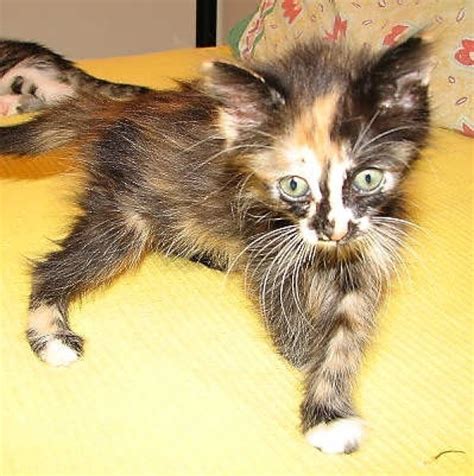 Learn more about misty today. ADOPTED: #NS03442: Wendy