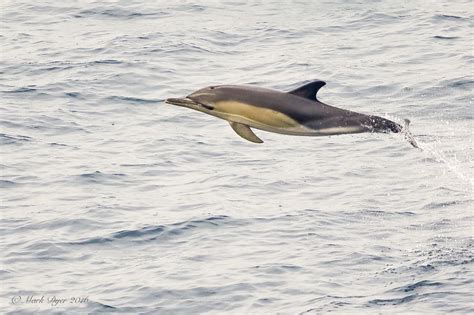 Short Beaked Common Dolphin Delphinus Delphis Mark Dyer Wildlife
