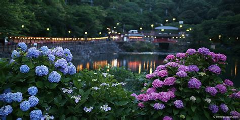 An Invitation From The Hydrangeas In June Centrip Japan