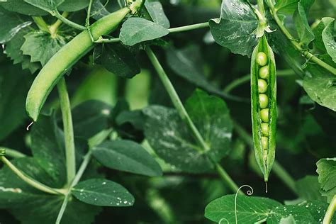 10 Reasons Your Pea Plants Are Dying And How To Prevent It
