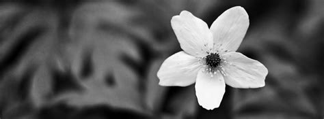 Black And White Flower Facebook Cover For Timeline