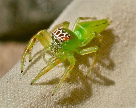 Green Jumping Spider Mopsus Mormon F Hitching A Ride On My Shoulder