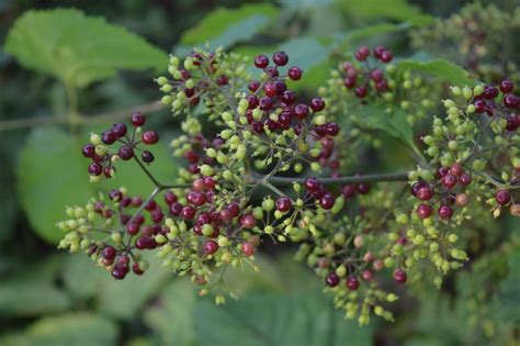 Be The First On Your Block To Grow American Spikenard Gardeninacity