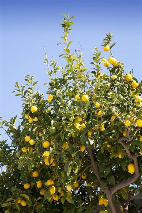 Lemon Tree Stock Image Image Of Flavorful Lemons Natural 20118763